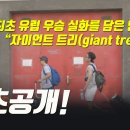 자이언트트리