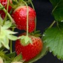 임홍식농장 이미지