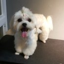 예뻐해줄개 이미지