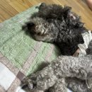 저구항민박 | 경남 댕수욕장 명사해수욕장 근처 숙소 추천 갑순이네 민박