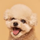 플라밍고스튜디오 이미지
