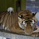 하룻강아지 이미지