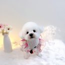 코코멍냥 네이버블로그