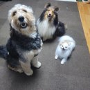 우리동네 펫 이미지