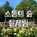 [윤제림] 수국•핑크뮬리•팜파스 맛집
