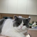 그랜비캐터리 이미지