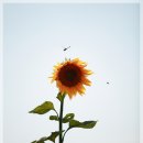 sun바라기