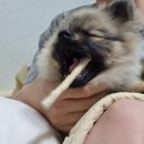 소망애견미용실 이미지