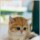 블리독인천부평점강아지분양 말티푸 미니비숑프리제 포메입양 | 블리독 인천부평점에서 새로운 반려견과의 따뜻한 시작~