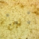 늘사랑 양한방 동물병원 이미지