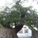 고목나무집 이미지