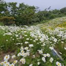 20240524(금)어청도 첫째날 (동이나물님)ㅡ1 이미지