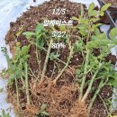 알케미스트 이미지