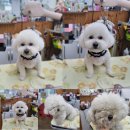 폼나개이뿌개 이미지