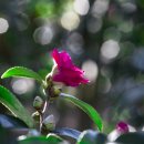 제주리조텔 이미지