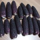 용정6리 이미지