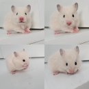 골든햄스터분양 탬펫 강남점 | 골든 햄스터분양 초보자 핸들링 하는방법 탬펫