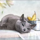 은계동물병원 이미지