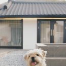 스테이담 이미지