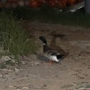 아렌스 펜션 이미지