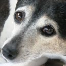 나는강아지 이미지