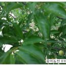 고야농산