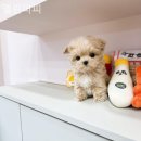 엘린퍼피 이미지