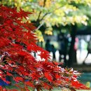 서울시, 단풍·낙엽거리 72곳 선정 이미지