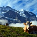 스위스약국 이미지