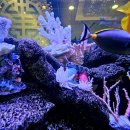Under the Sea 이미지