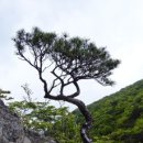 제 50차 정기산행 대구 팔공산 철쭉산행 안내 및 예약(5.11.토) 이미지