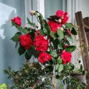 꽃이야기 이미지