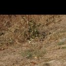 도풀이네 이미지