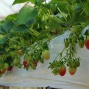 아람농장1 이미지