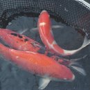 영어조합법인 진천관상어 | 2014년 12월 21일 오후 9시 13분에 저장한 글입니다.