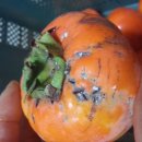 수지 농장 이미지