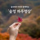 자연과숲 이미지