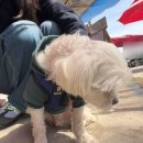 한진가스 | 당진 한진포구 맛집 실치회 야장 즐길 수 있는 팔각정횟집 후기