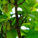 이명은 농장 이미지