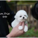 대구강아지분양 퍼피얌 이미지