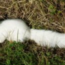 온 몸이 하얀 희귀 ‘알비노 다람쥐’ 발견… “오래 살지는”---인종 백인도 이렇게 생성(신기한 생각)????? 이미지