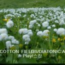 COTTON FIELDS /DIATONIC A1st 이미지