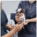 데일리 동물의료센터 이미지