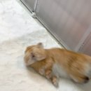 초코동