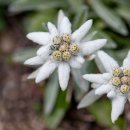 에델바이스(Edelweiss) 이미지