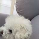 예뻐할게 펫 살롱 네이버블로그