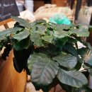 올프레스커피 이미지