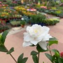 해인향기 이미지