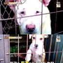 동물농장 이미지