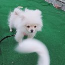 땡큐멍냥 이미지